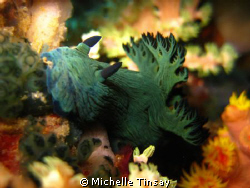 Dive site: Batok in Anilao Batangas
Canon Digital Elph S... by Michelle Tinsay 